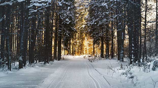 Skog i snö och solsken