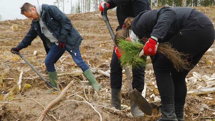 en spade i handen och sliter en hel dag för att plantera så många träd som möjligt.
